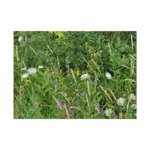Wild Meadow in Summer Bloom Poster