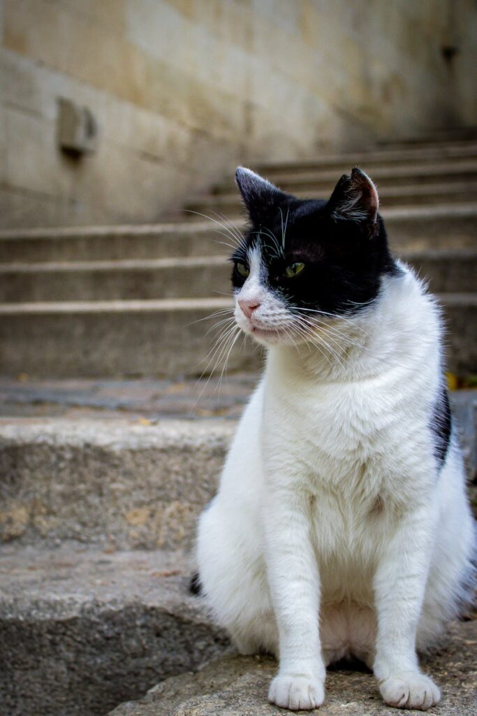 black and white cat on stone steps outdoors